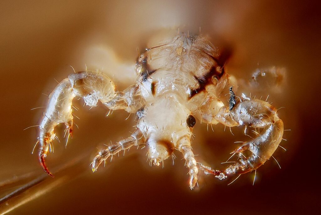 Your head lice treatment doesn't work because you may be dealing with super lice.