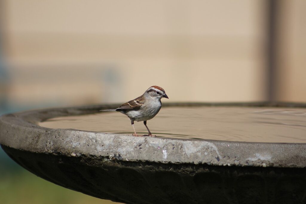 Birdbaths and other ornaments with basins can be mosquito breeding grounds.