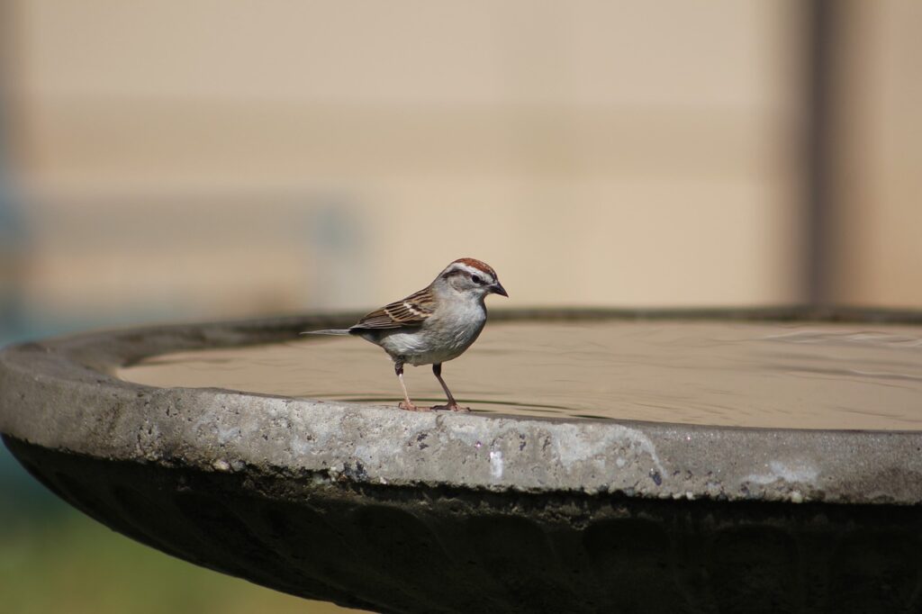 Attract birds because they are grasshopper predators.