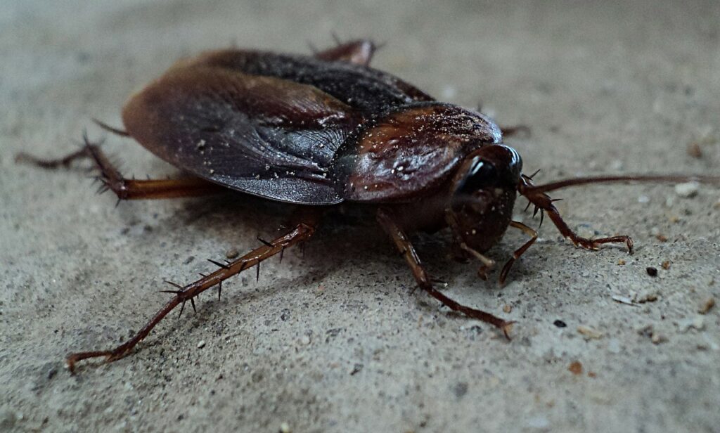 Home remedies can be cockroach killers or repellents.
