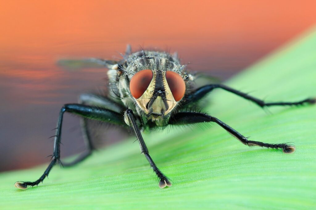 Housefly eggs are the first stages of the housefly life cycle.