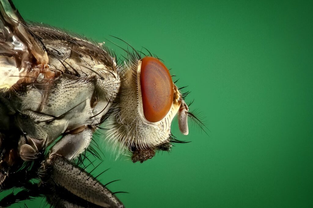 Houseflies can spread diseases by leaving bacteria on their wake.