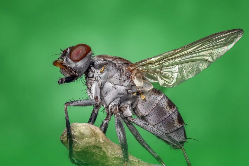 Houseflies can breed outside of your home and spread diseases inside.