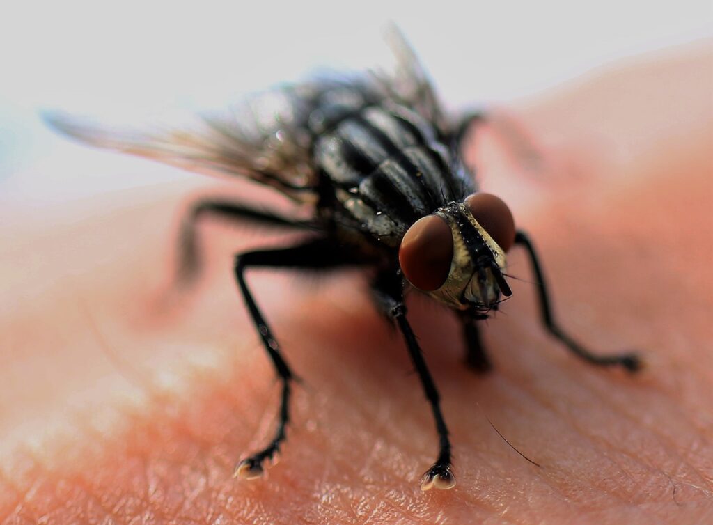 Flies land on your food, taste it with their feet, spit on it, and spread bacteria on it.