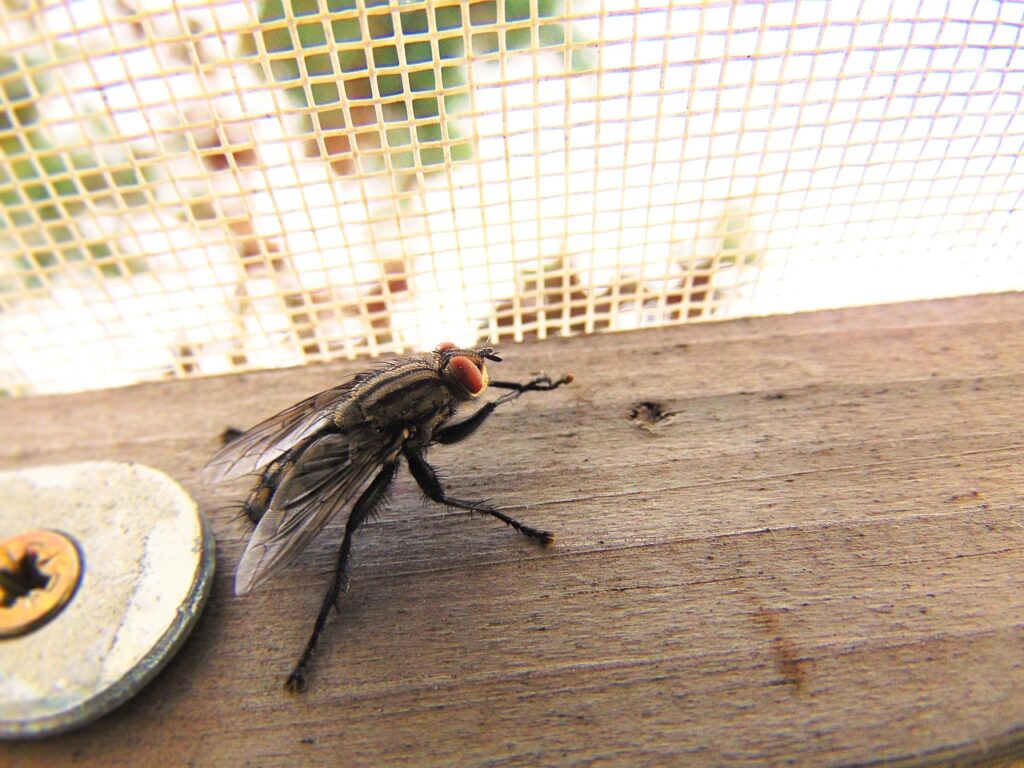 Seeing multiple live flies is one of the signs you have a housefly infestation at home.