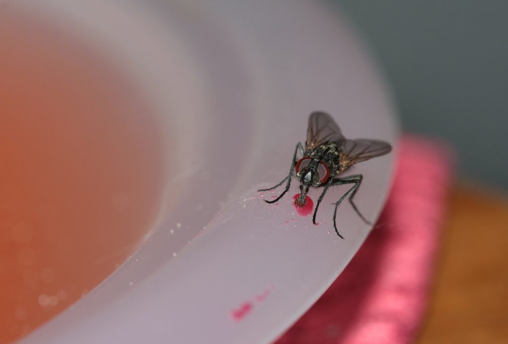 Flies spit and defecate around your home.