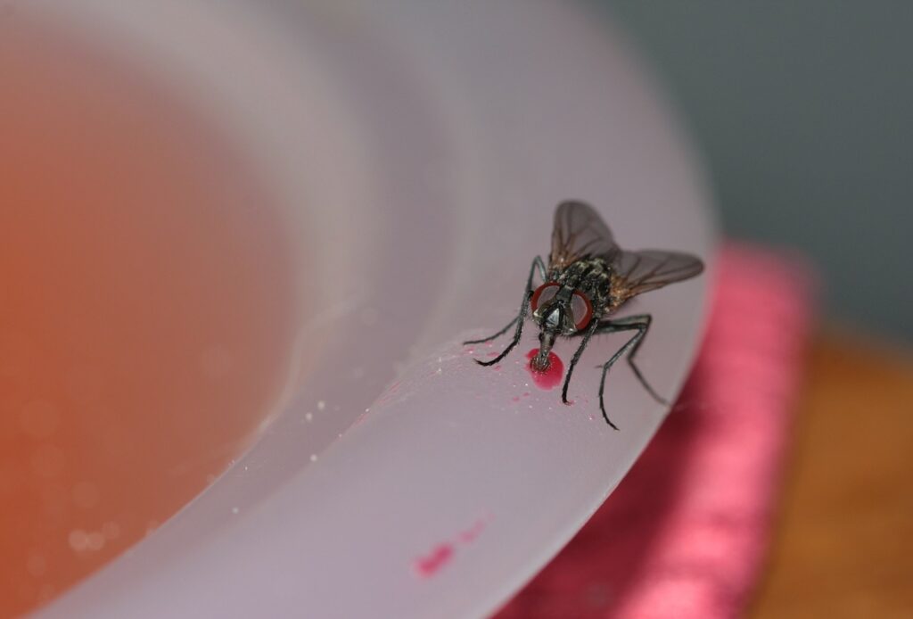 Houseflies can leave black spots around your home.