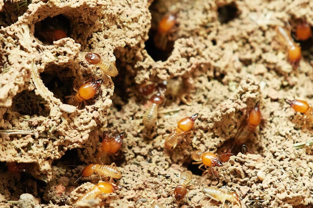Termites can be indirectly dangerous to dogs.