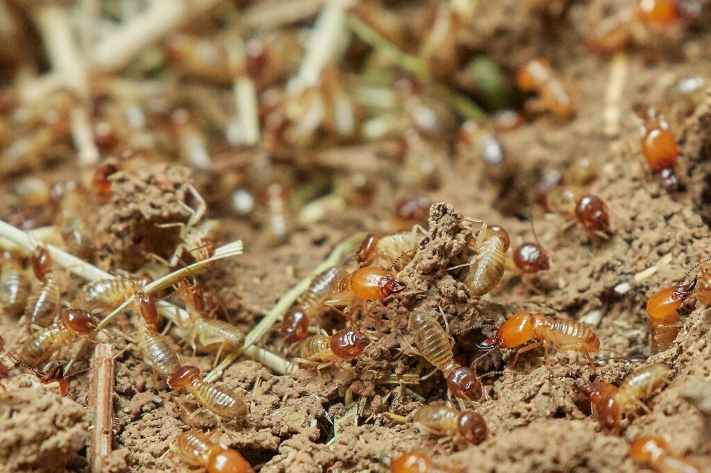 Alcohol can kill termites, but it's not very effective.