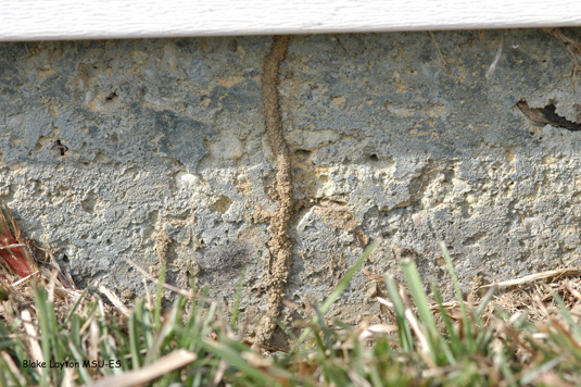 Mud tubes are a strong sign of a termite infestation.