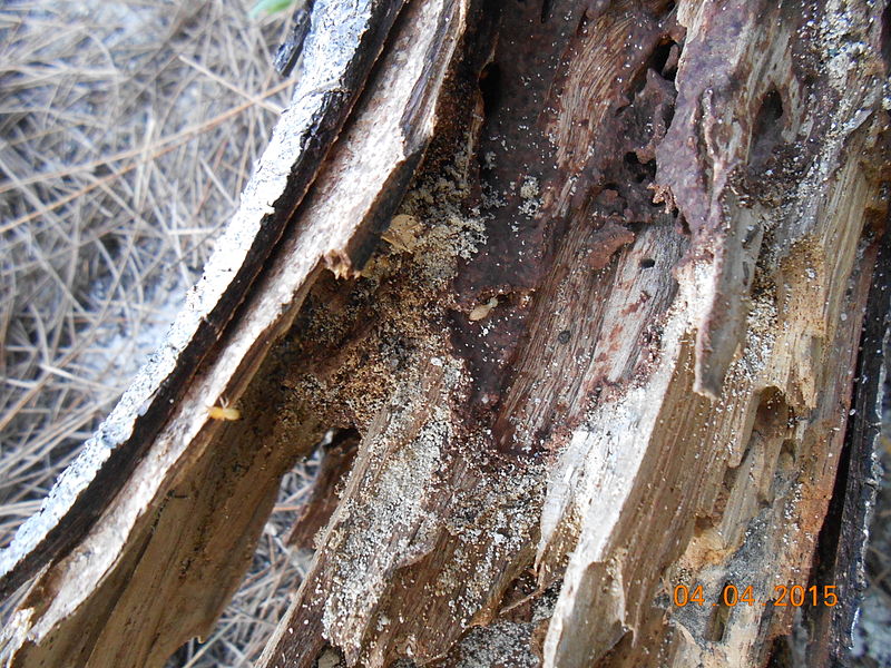 Termites eat wood from the inside, so look for hollow wood.