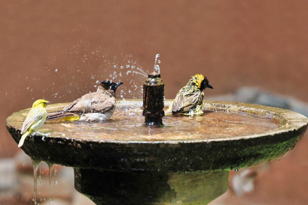 Bird baths can help attract and prevent mosquitoes at the same time.