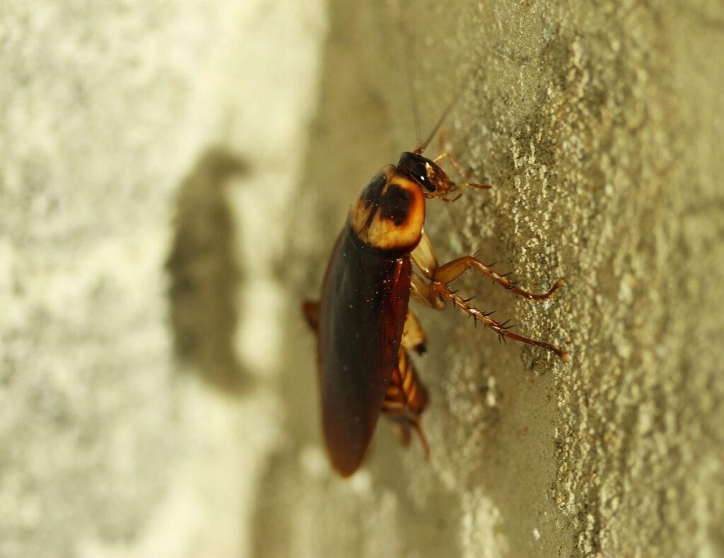 A cockroach can hide in high places such as ceilings