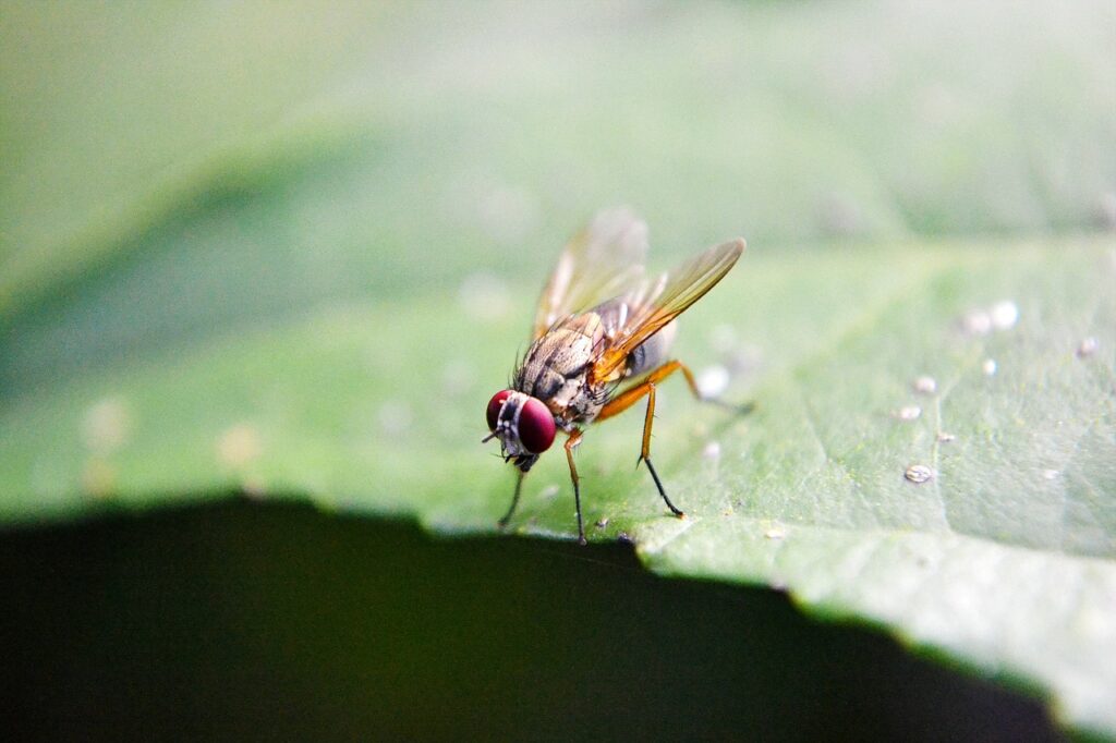 Flies hate certain scents because they have a strong sense of smell and some scents overpower them.