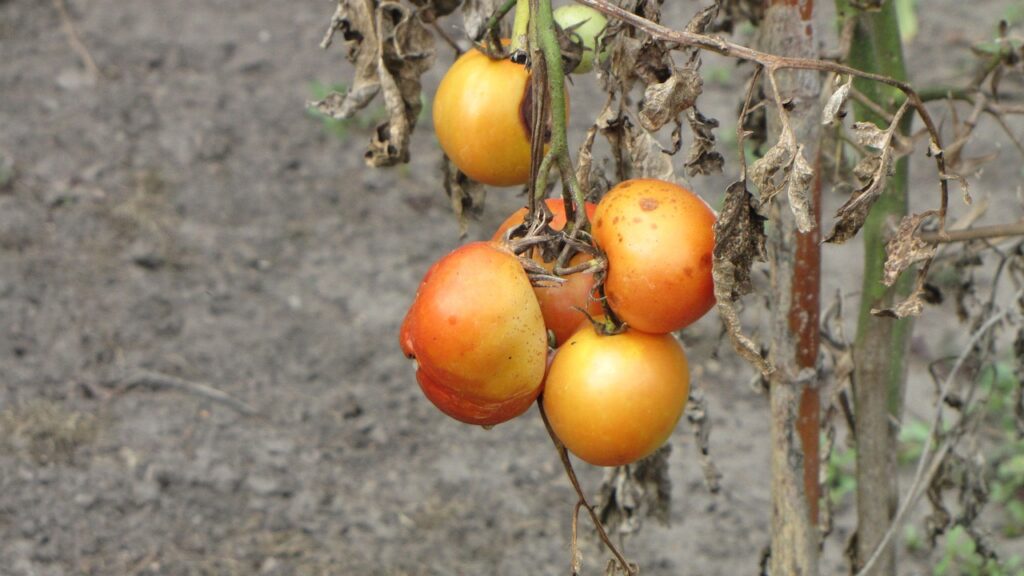 Overripe fruits like tomatoes are some of the most common causes of a fruit fly infestation.
