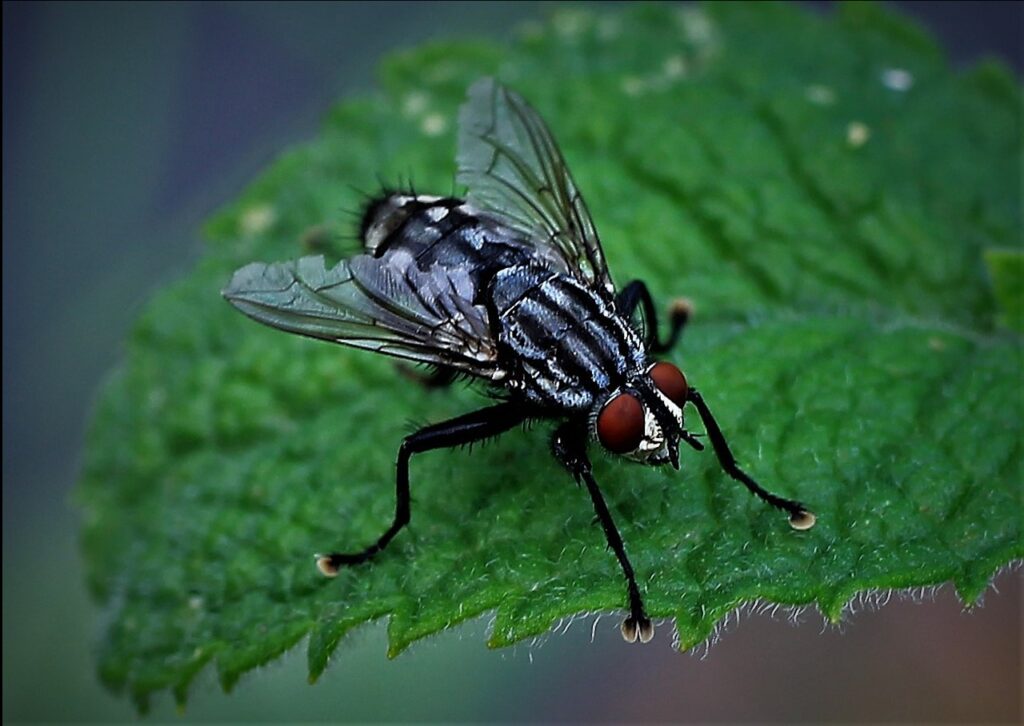 Close your doors and windows and store your food and water items to prevent outdoor flies from getting into your home.