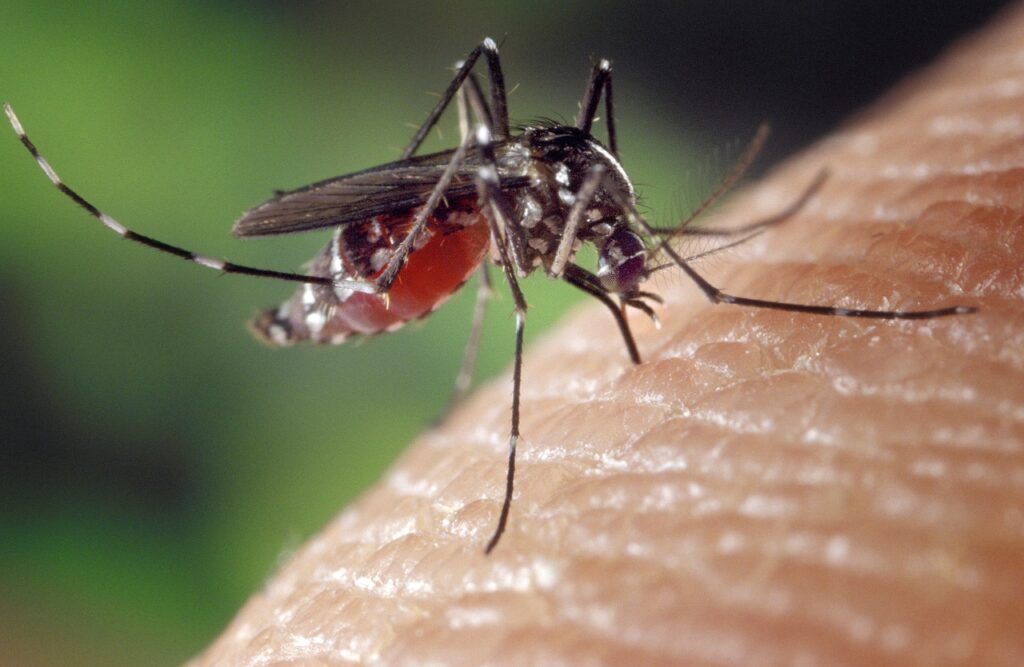 The rainy season can make you more vulnerable to mosquito bites.
