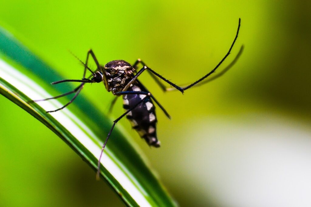 You can repel mosquitoes using natural ingredients.