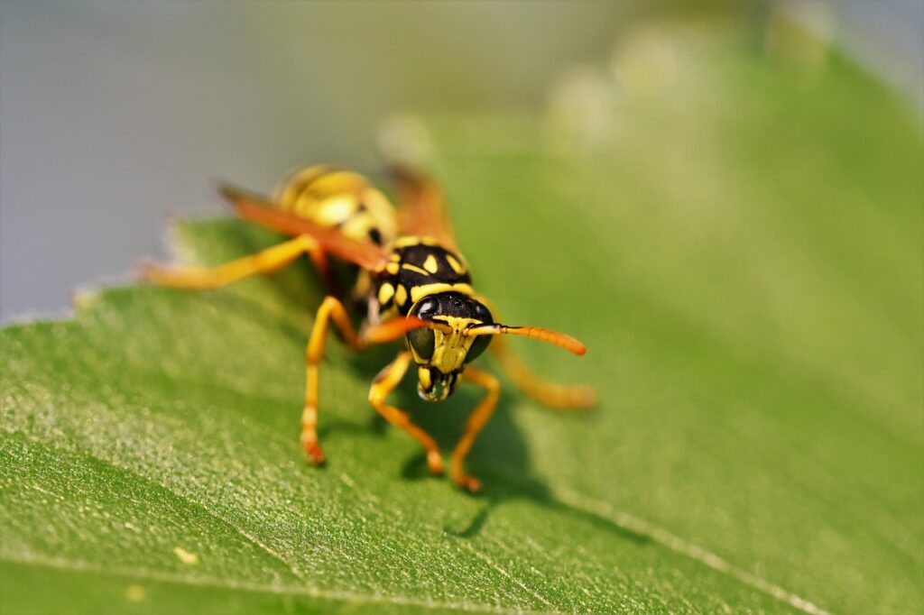 Overhanging vegetation can attract wasps.