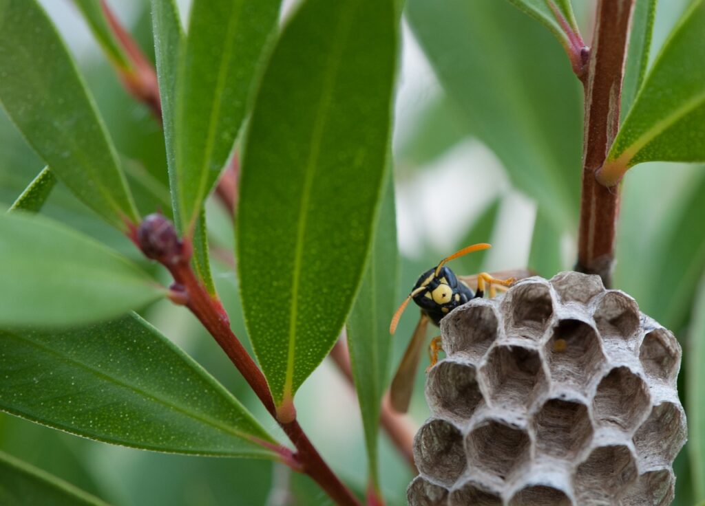 Find the wasp nest inside or outside of your home.