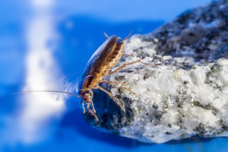 Cockroach Bites — 8 Fast Facts Deal With Pests