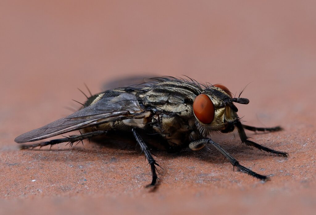 Maggots are fly larvae.