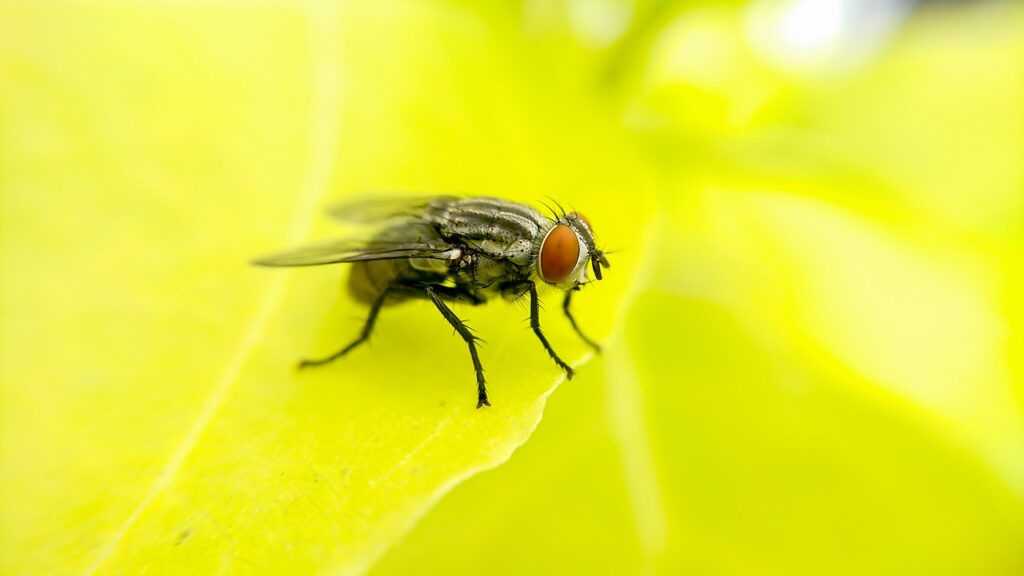 You should keep flies away from dogs because of the health risks.