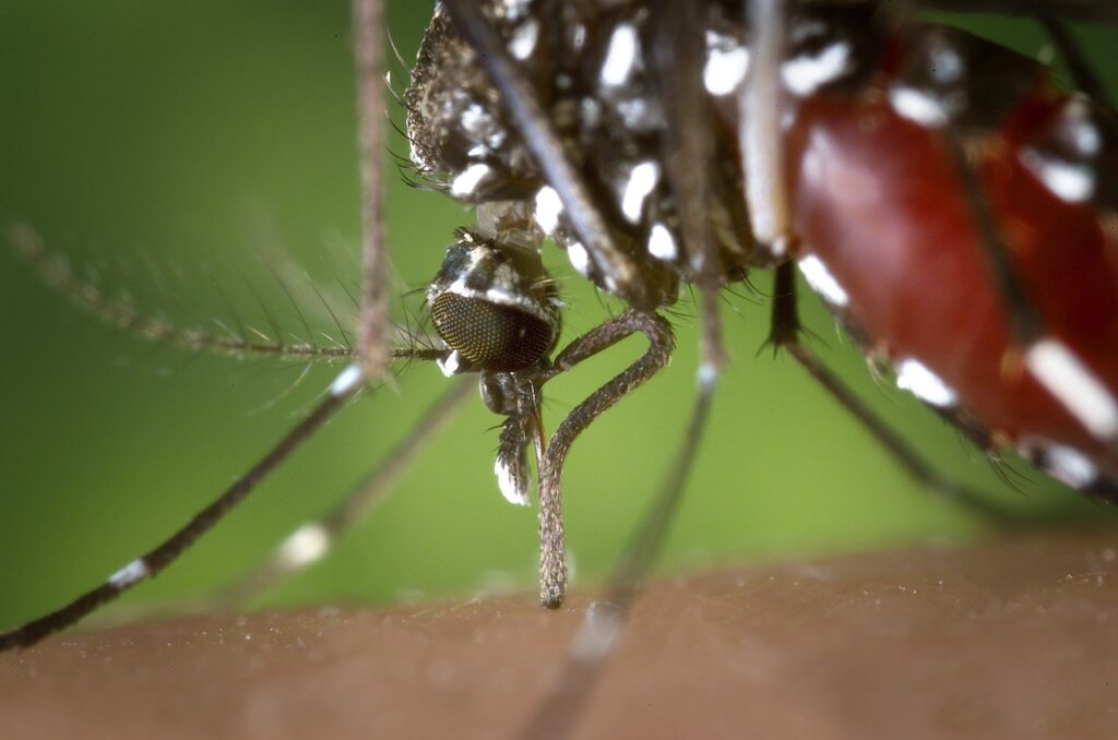 Mosquitoes bite you because they need your blood to reproduce.