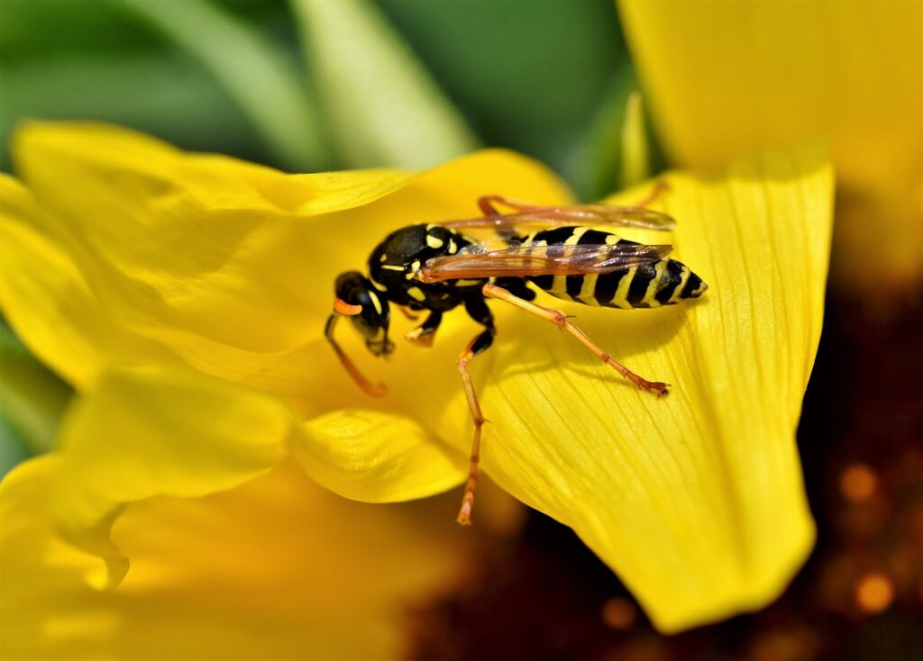 A yellow jacket stings when it feels threatened.