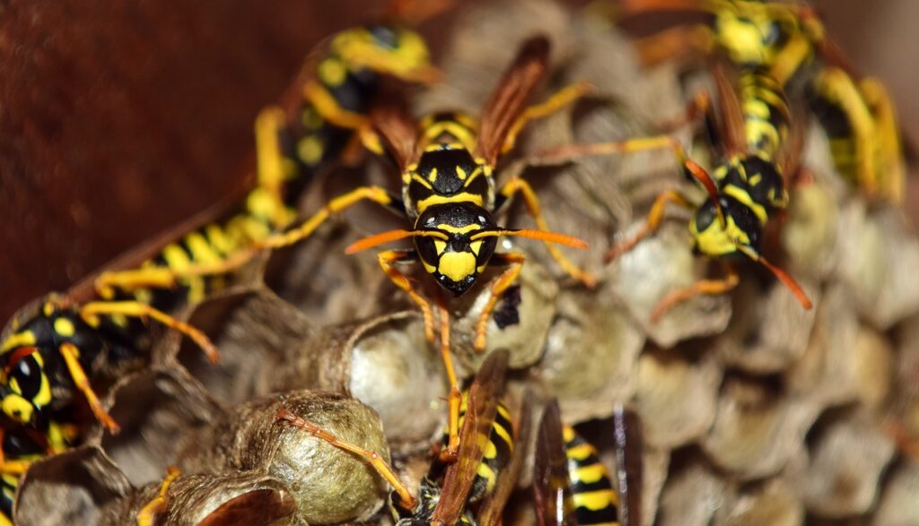 Avoid the things that attract wasps to prevent dangerous wasp infestations.