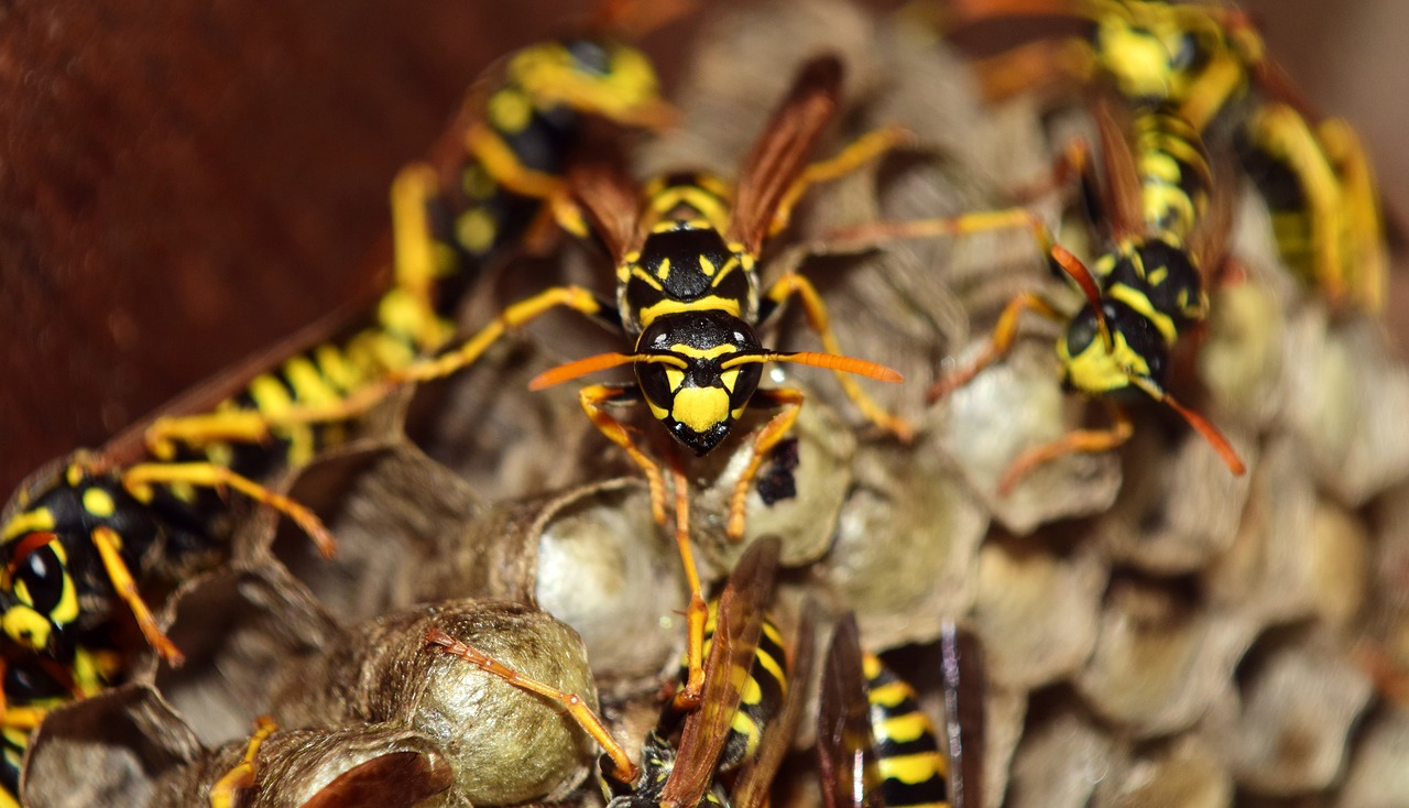 How to Get Rid of Yellow Jackets in the Ground Deal With