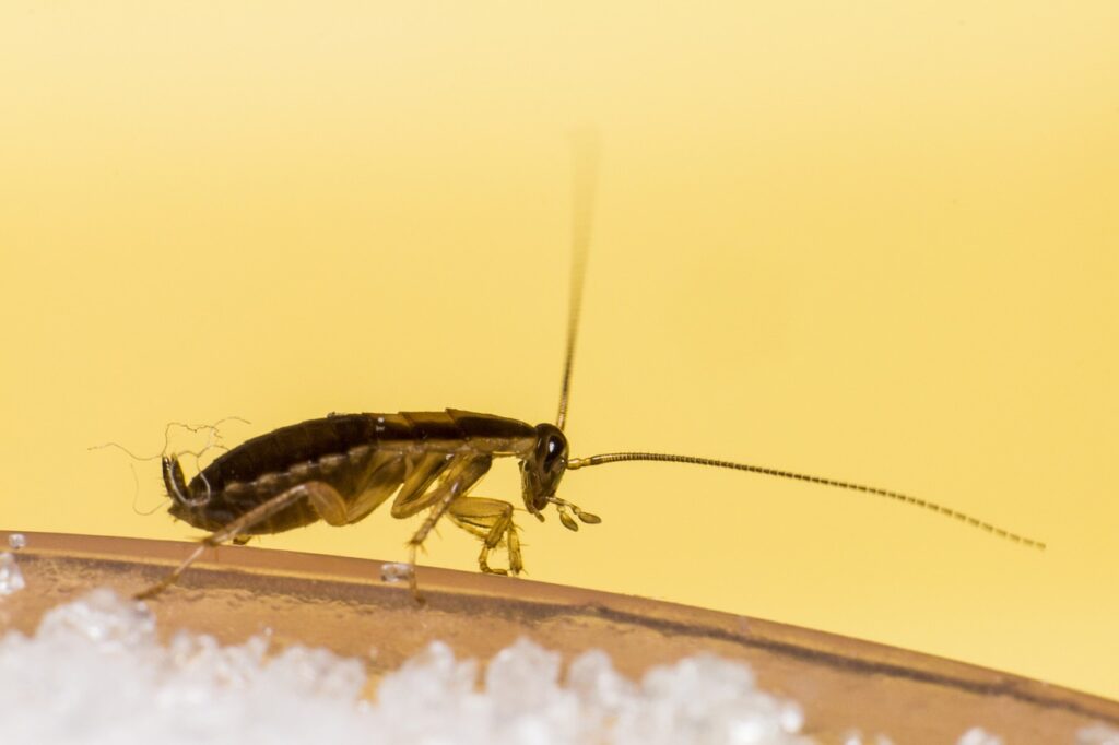 Cockroaches are actually not likely to crawl in your mouth.