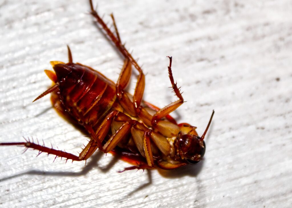 You find it hard to sleep after seeing a cockroach because of the potential dangers.