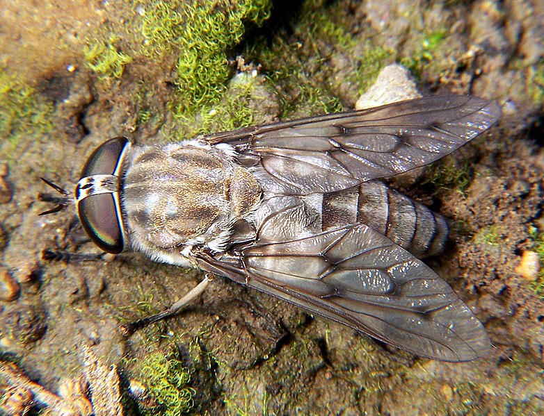 The horse fly is one of the types of flies that can infest your home.
