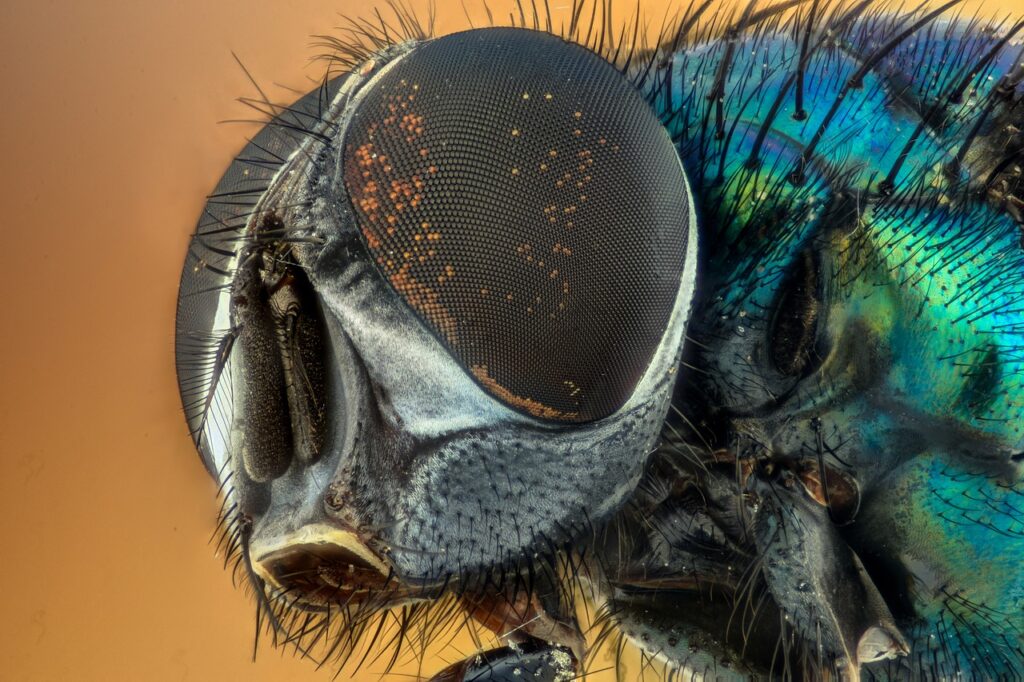 You can use essential oils to help get rid of houseflies.