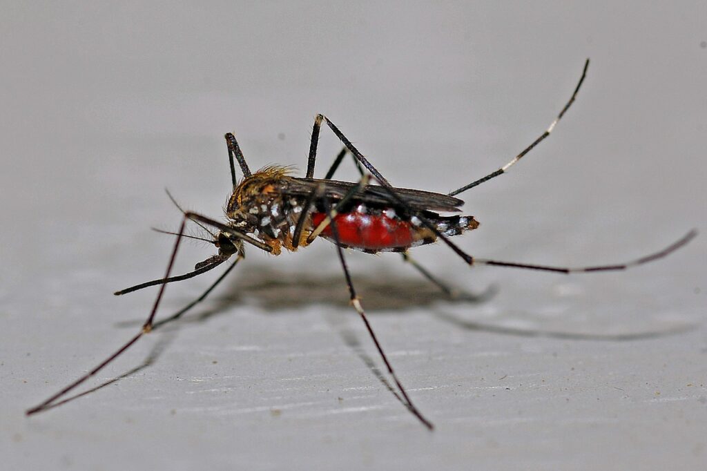 Mosquito bites itch because they contain compounds that the body may find foreign.