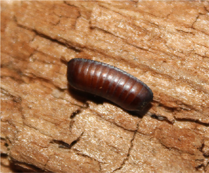 Cockroach eggs can be scattered around your home.