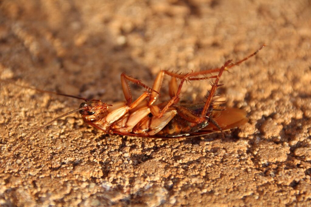 You can get allergies, asthma attacks, and dangerous diseases if you end up swallowing cockroaches.