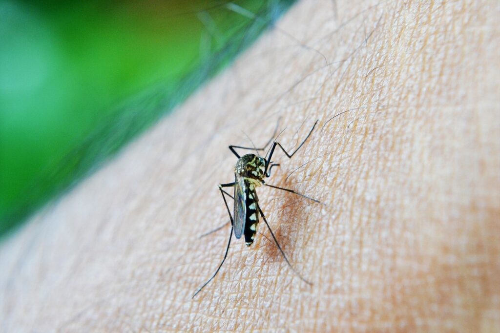 Mosquitoes come out at night because they are nocturnal animals.