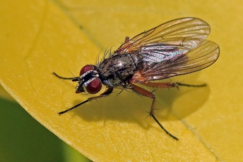 Root maggot flies are just some of the many fly species that can infest your home in summer.