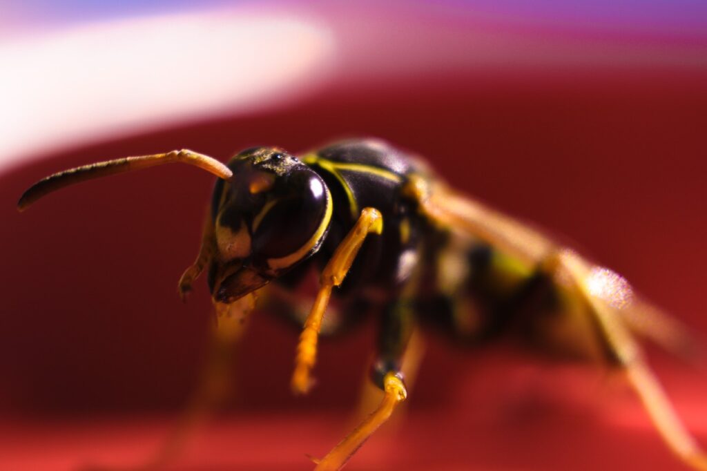 Yellow jacket stings can be life-threatening.