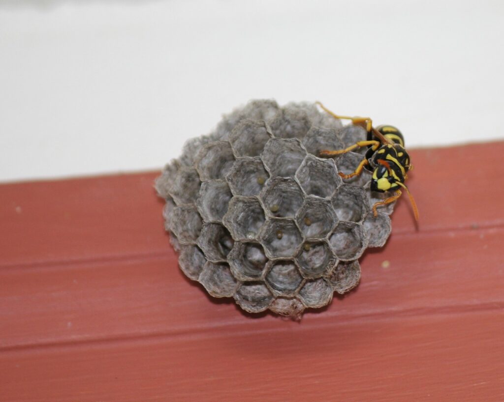 Yellow jacket nests can die off on their own.