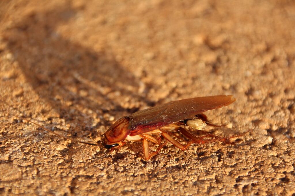 You can tell that cockroaches are dying when you see fewer of them around.