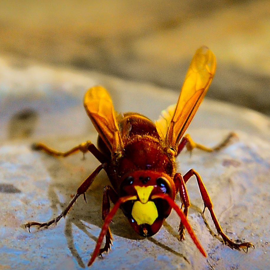 Hornets can nest near your home, putting you at risk of hornet stings.