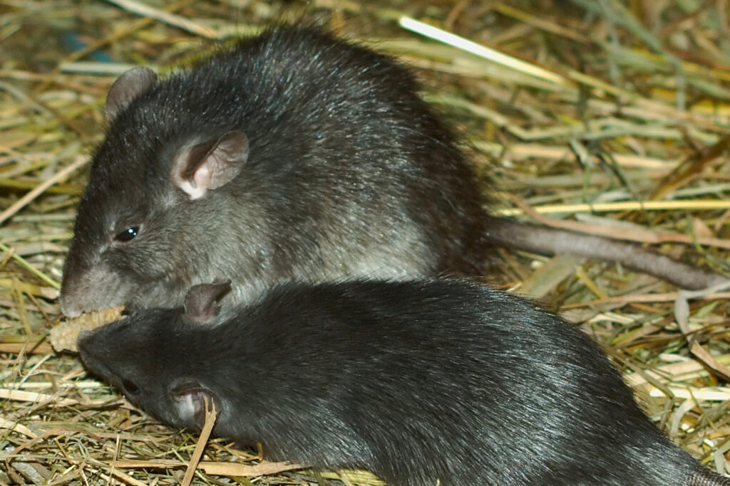 Seeing live roof rats is the strongest sign that you have roof rats in your attic.