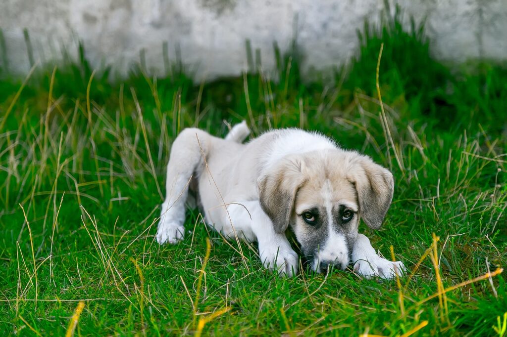 Flea treatments can have negative effects on pets.