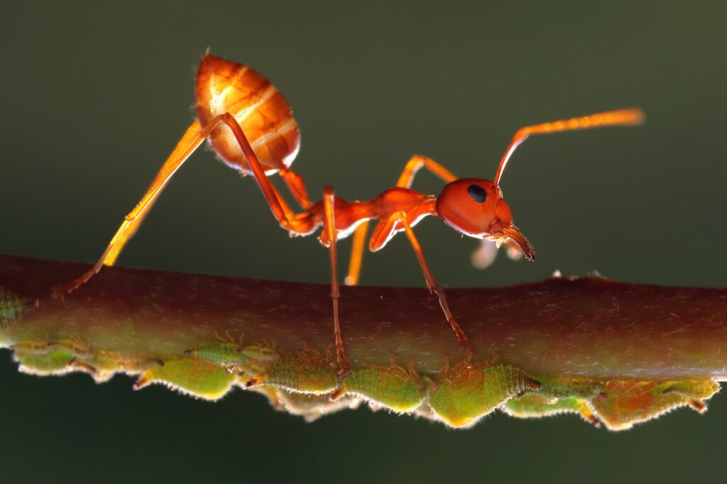 Ants communicate with each other using different body parts.