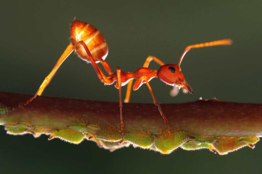 The major causes of ant infestations are preventable.