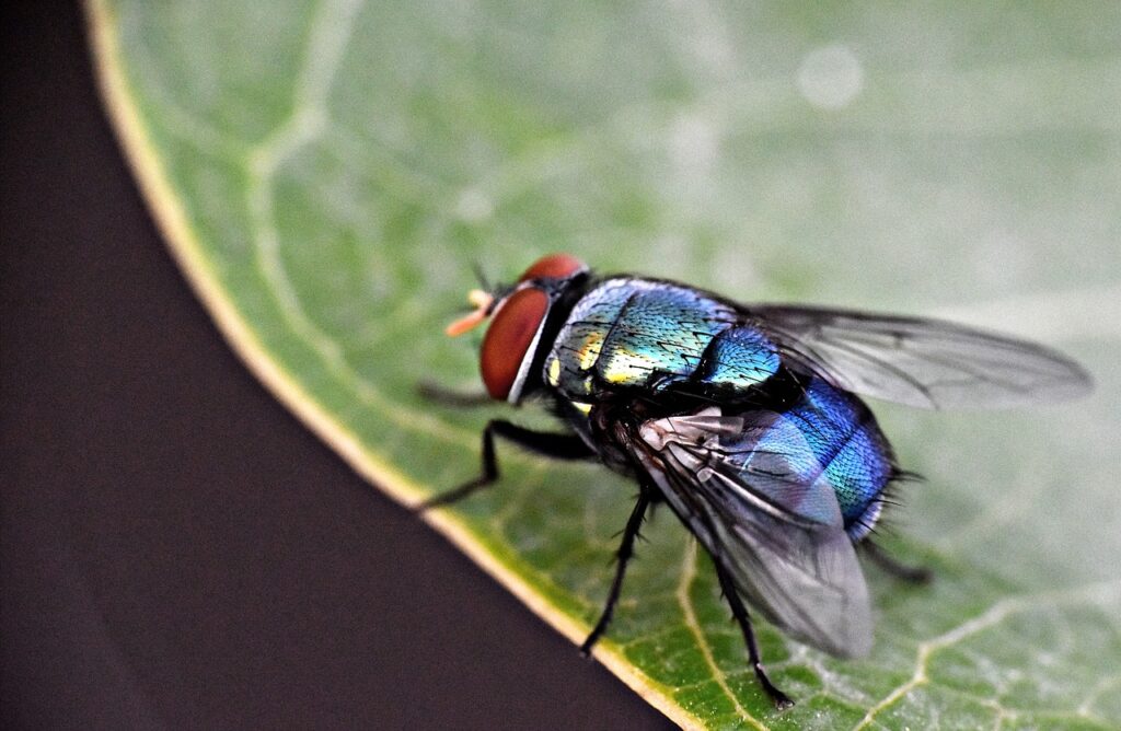 Clean your yard regularly to prevent flies from getting into open doors.