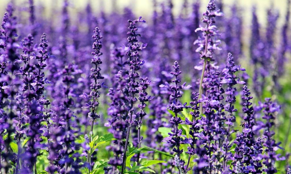 Lavender has properties that naturally repel houseflies.